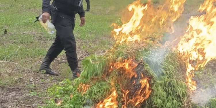 PNC erradica matas de marihuana en el departamento de Petén. (Foto: PNC)