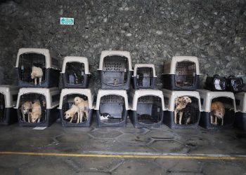 Una vez concluida la etapa de recuperación, los perros y gatos serán entregados en adopción responsable. / Foto: MAGA