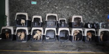 Una vez concluida la etapa de recuperación, los perros y gatos serán entregados en adopción responsable. / Foto: MAGA