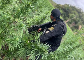 La plantación se encontraba en una zona boscosa del departamento. / Foto: PNC.