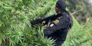 La plantación se encontraba en una zona boscosa del departamento. / Foto: PNC.