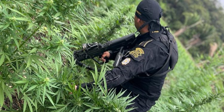 La plantación se encontraba en una zona boscosa del departamento. / Foto: PNC.