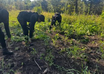 Erradican plantación de marihuana en Las Cruces, Petén. / Foto: PNC.