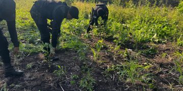 Erradican plantación de marihuana en Las Cruces, Petén. / Foto: PNC.