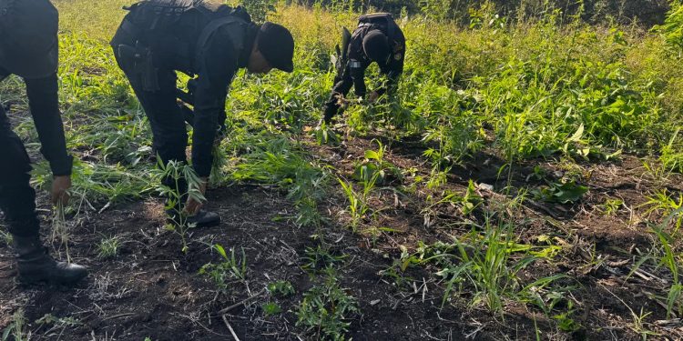 Erradican plantación de marihuana en Las Cruces, Petén. / Foto: PNC.