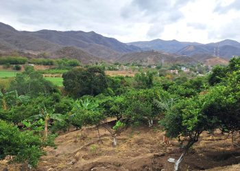 Monitorean cultivos por temperaturas extremas en 172 municipios