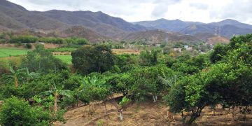 Monitorean cultivos por temperaturas extremas en 172 municipios