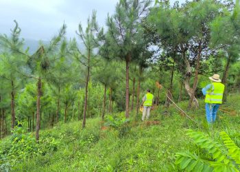 Inab beneficia a más de 7 mil familias con el primer pago de incentivos forestales. (Foto: Inab)