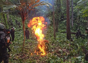 Erradican más de 46 mil arbustos de hoja de coca en San Luis, Petén