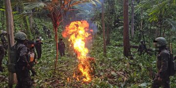 Erradican más de 46 mil arbustos de hoja de coca en San Luis, Petén