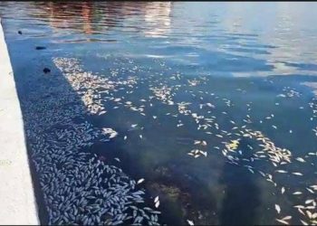 MARN investigan la muerte masiva de peces en Puerto Barrios