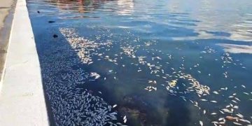 MARN investigan la muerte masiva de peces en Puerto Barrios