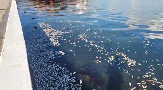 MARN investigan la muerte masiva de peces en Puerto Barrios