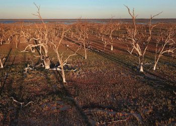 El colapso de gran cantidad de hábitats por el cambio climático amenaza la biodiversidad del planeta.