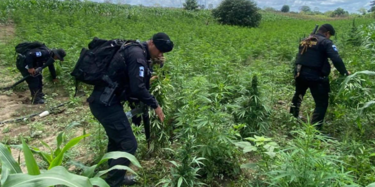 Erradican más de 78 mil plantas de marihuana./Foto: PNC.
