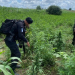 Erradican más de 78 mil plantas de marihuana./Foto: PNC.