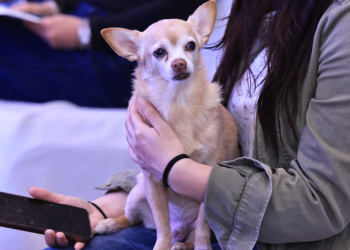 Plataforma diseñada para facilitar la denuncia de casos de maltrato animal. / Foto: MAGA.