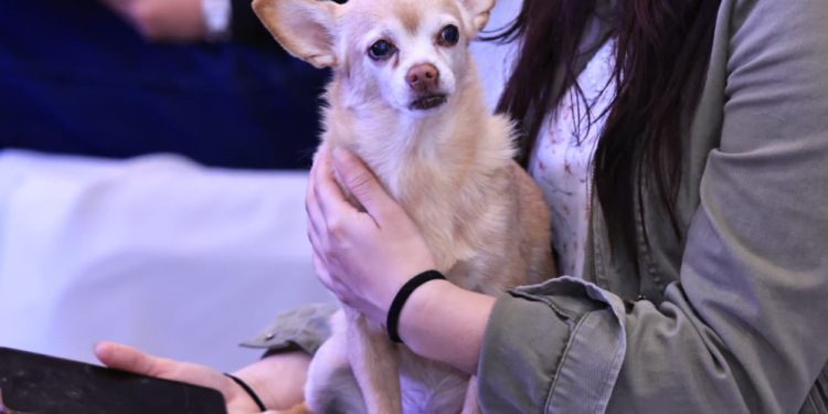 Plataforma diseñada para facilitar la denuncia de casos de maltrato animal. / Foto: MAGA.