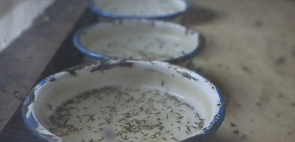 El BID reconoce a Guatemala en la consolidación de su capacidad para la eliminación de la malaria. (Foto: MSPAS)