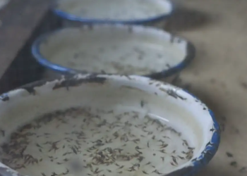 El BID reconoce a Guatemala en la consolidación de su capacidad para la eliminación de la malaria. (Foto: MSPAS)