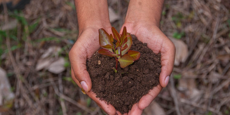 Cada 22 de abril se conmemora el Día Mundial de la Tierra. (Foto: MAGA)