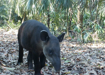 Este lunes se conmemora el Día del Tapir en Guatemala. (Foto: Conap)