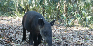 Este lunes se conmemora el Día del Tapir en Guatemala. (Foto: Conap)