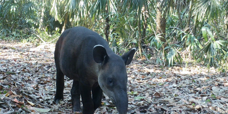 Este lunes se conmemora el Día del Tapir en Guatemala. (Foto: Conap)