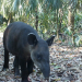 Este lunes se conmemora el Día del Tapir en Guatemala. (Foto: Conap)