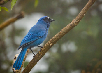Reto Naturalista 2026 es un evento internacional de ciencia ciudadana que promueve la observación, registro y documentación. (Foto: Conap)
