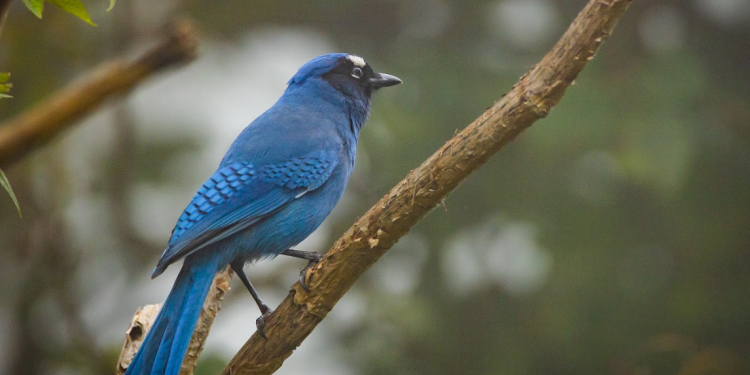 Reto Naturalista 2026 es un evento internacional de ciencia ciudadana que promueve la observación, registro y documentación. (Foto: Conap)