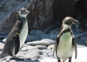 Nuevas crías de pingüinos de Humboldt fueron presentadas en el zoológico la Aurora. (Foto: Josué Acevedo)