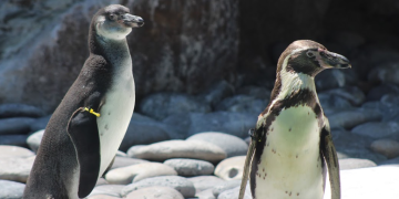Nuevas crías de pingüinos de Humboldt fueron presentadas en el zoológico la Aurora. (Foto: Josué Acevedo)