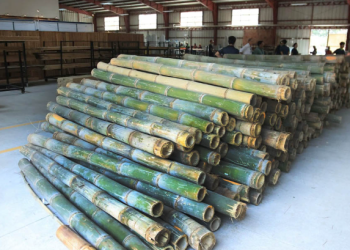 El modelo también permite a los productores aprovechar tierras disponibles, diversificar sus fuentes de ingreso- / Foto: MAGA