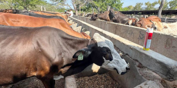 Entre las recomendaciones destacan garantizar sombra y acceso permanente a agua limpia para el ganado. / Foto: MAGA