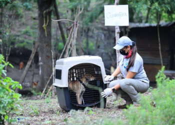El MAGA resaltó la importancia de reconocer de forma temprana las señales que podrían indicar que una mascota está sufriendo un golpe de calor. / Foto: MAGA
