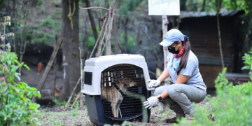 El MAGA resaltó la importancia de reconocer de forma temprana las señales que podrían indicar que una mascota está sufriendo un golpe de calor. / Foto: MAGA