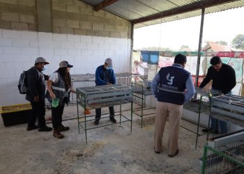 MAGA verificó el estado de salud de animales del Hospital Veterinario de la Usac. (Foto: MAGA)