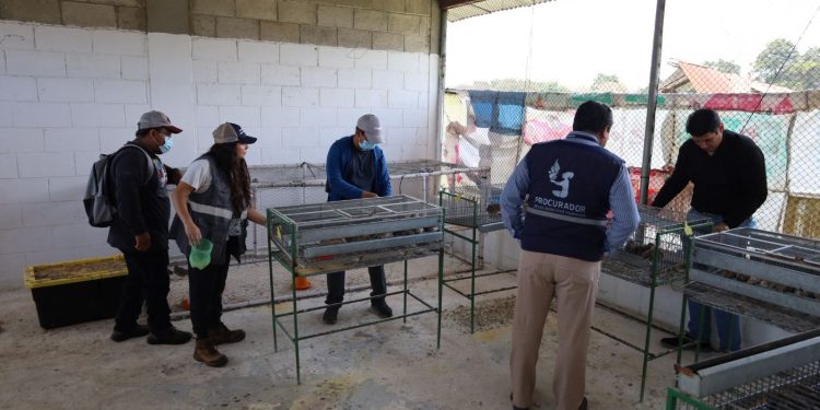 MAGA verificó el estado de salud de animales del Hospital Veterinario de la Usac. (Foto: MAGA)