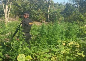 Erradican plantación de marihuana en Petén. / Foto: PNC.