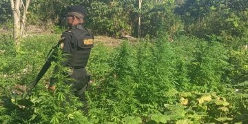 Erradican plantación de marihuana en Petén. / Foto: PNC.