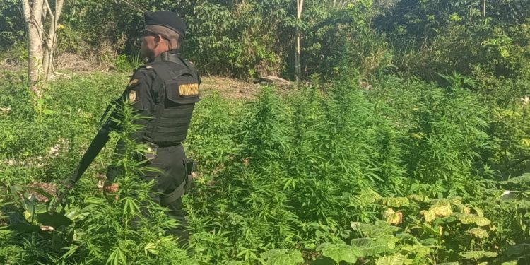 Erradican plantación de marihuana en Petén. / Foto: PNC.