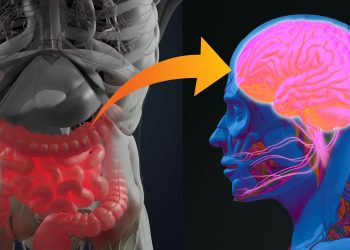 Descubren relación entre presencia de variantes de la microbiota intestinal y la propensión a padecer parkinson.