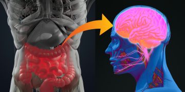 Descubren relación entre presencia de variantes de la microbiota intestinal y la propensión a padecer parkinson.