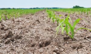 Reino Unido apoya la acción temprana contra la sequía en Guatemala