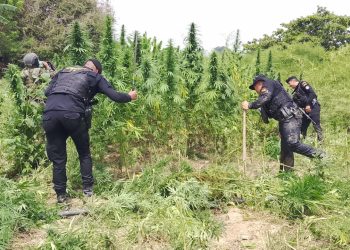 Operativo antinarcótico en zonas montañosas. / Foto: PNC