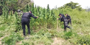 Operativo antinarcótico en zonas montañosas. / Foto: PNC