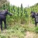 Operativo antinarcótico en zonas montañosas. / Foto: PNC
