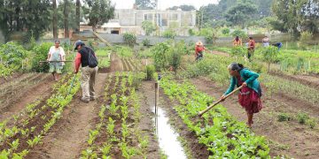 Debido al déficit de lluvia, se debe mantener húmedo el suelo de cultivos por medio de irrigación.
