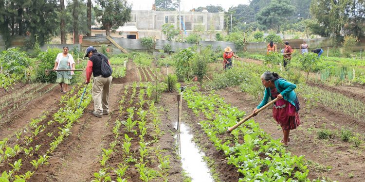 Debido al déficit de lluvia, se debe mantener húmedo el suelo de cultivos por medio de irrigación.